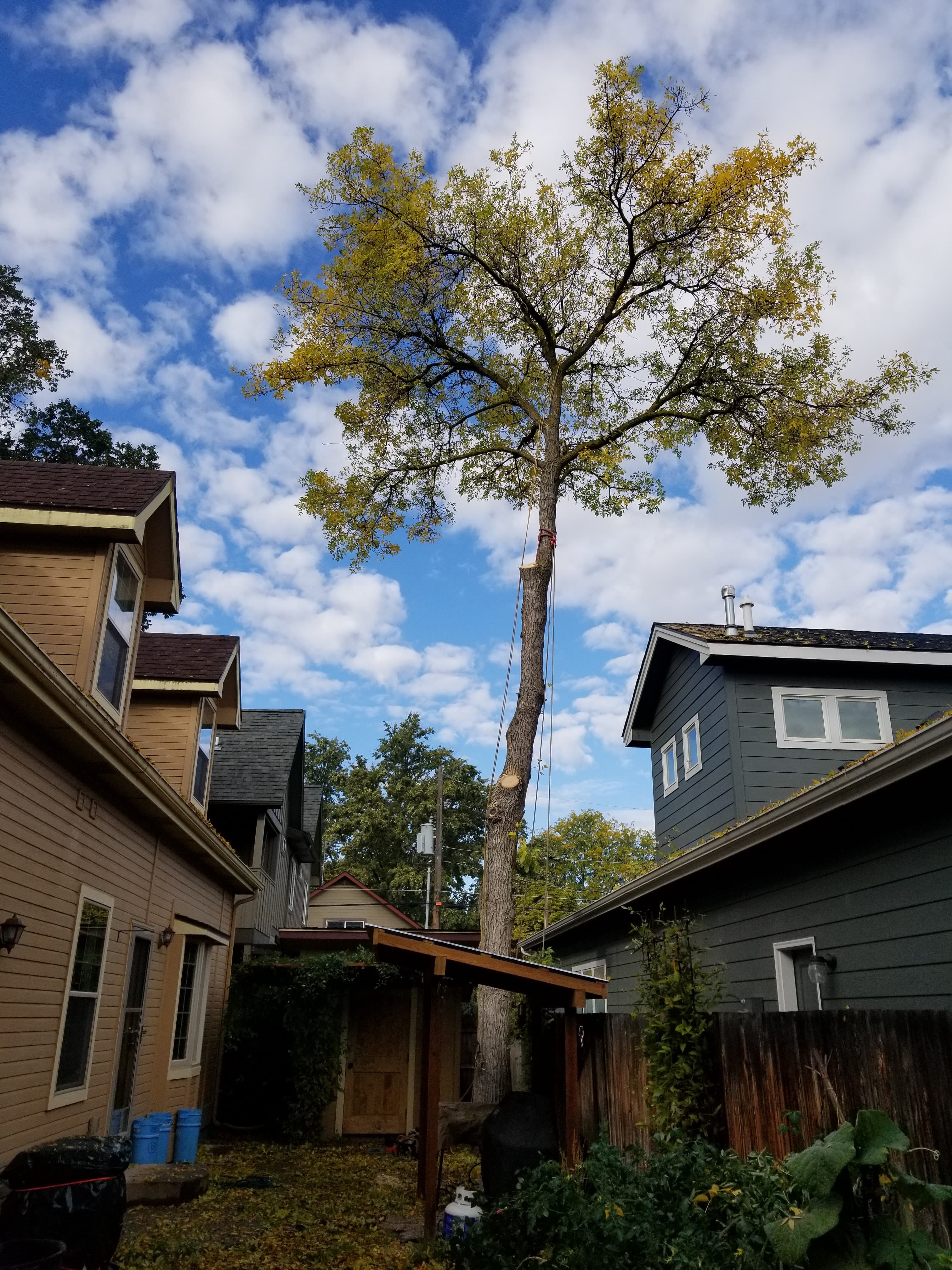 Tree Dweller Services work