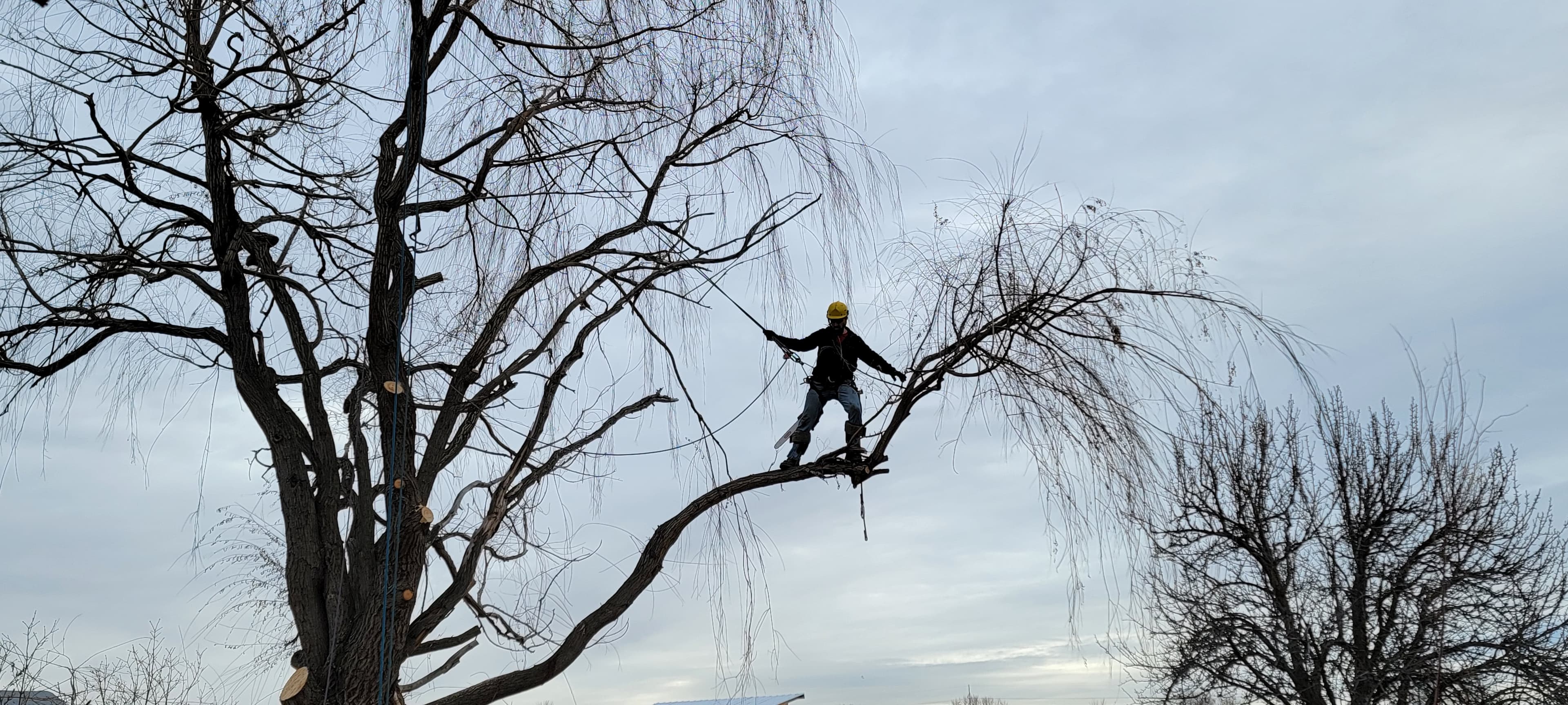 Tree removal work near Eagle, Idaho by Tree Dweller Services