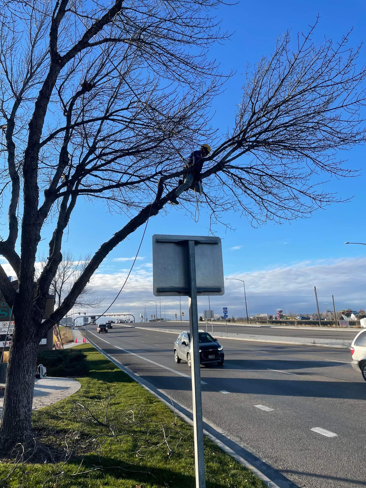 Tree Dweller Services work