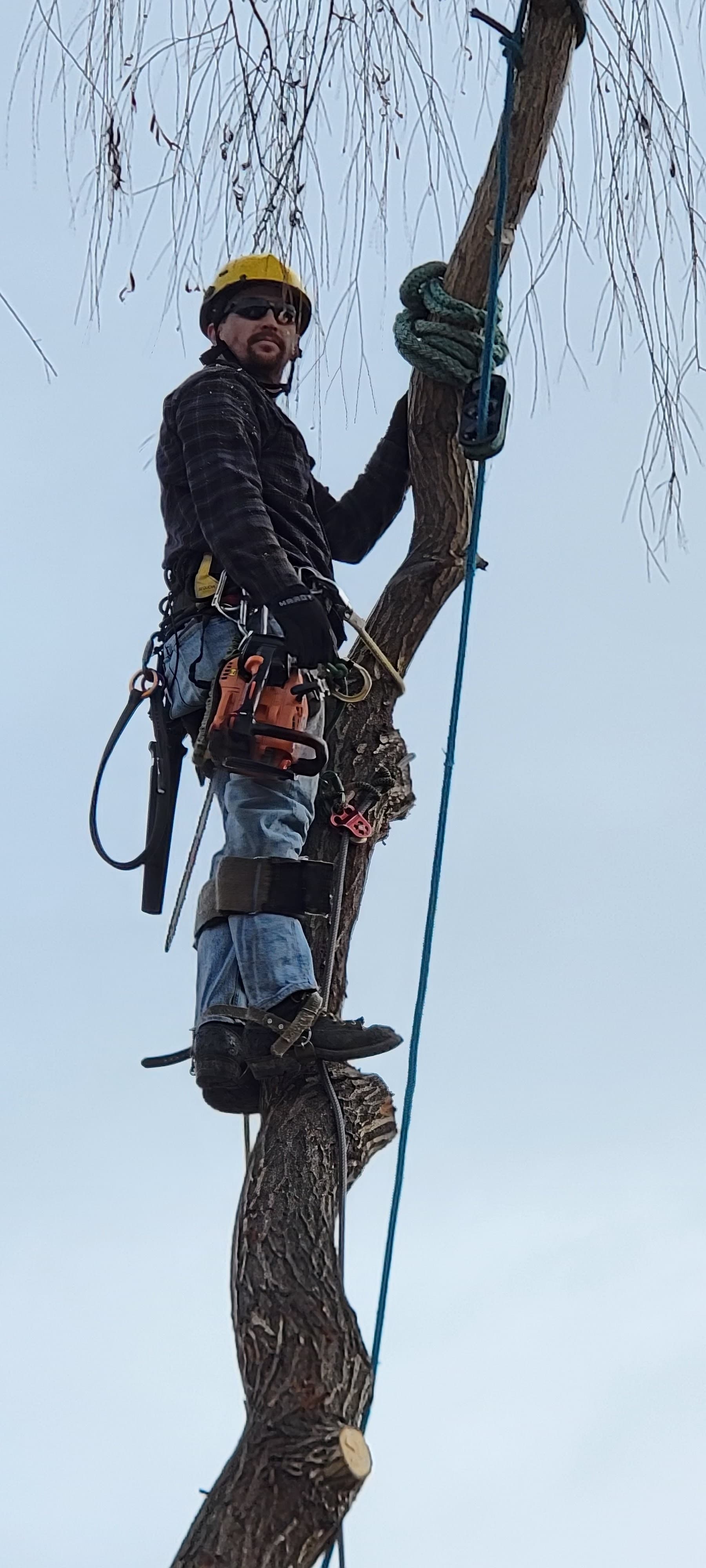 Zach — Owner of Tree Dweller Tree Services