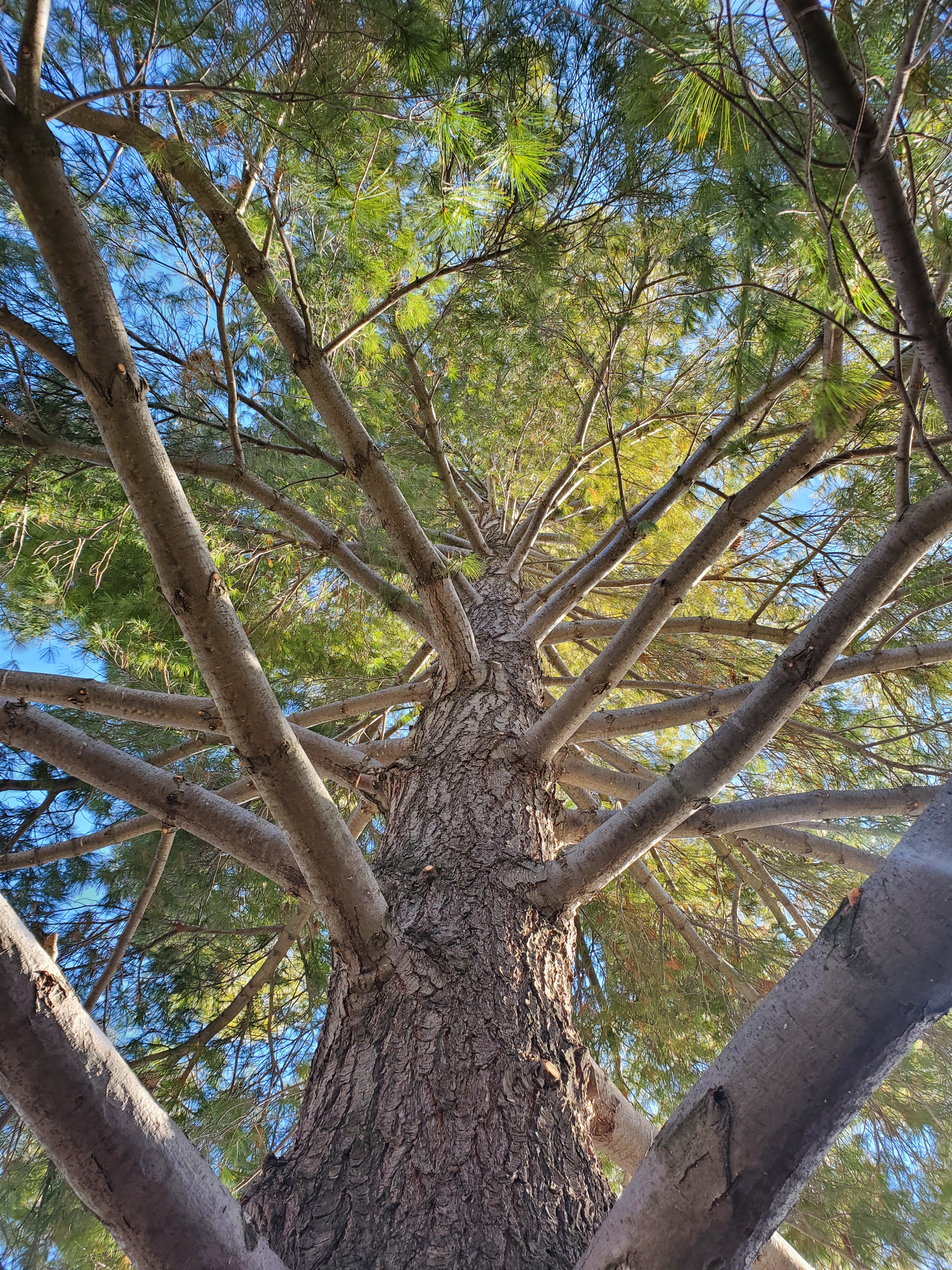 Tree canopy trimming in the Treasure Valley — Tree Dweller Services