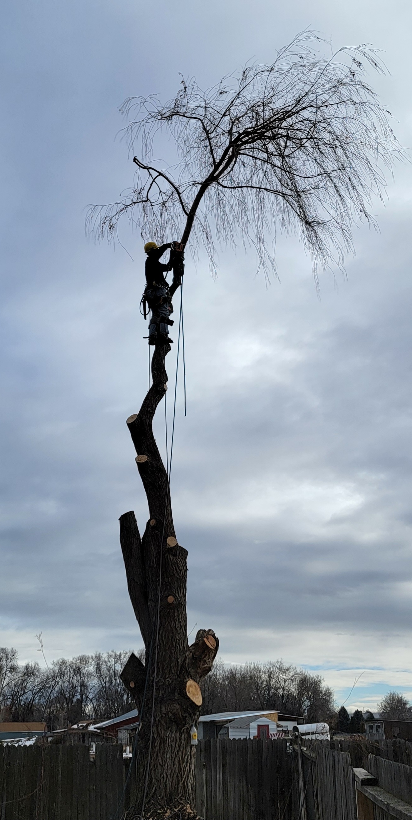 Brush removal and lot clearing — Tree Dweller Services