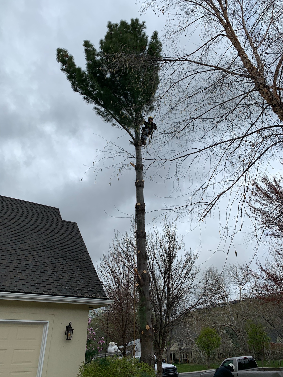 Stump and tree removal in Meridian, Idaho — Tree Dweller Services