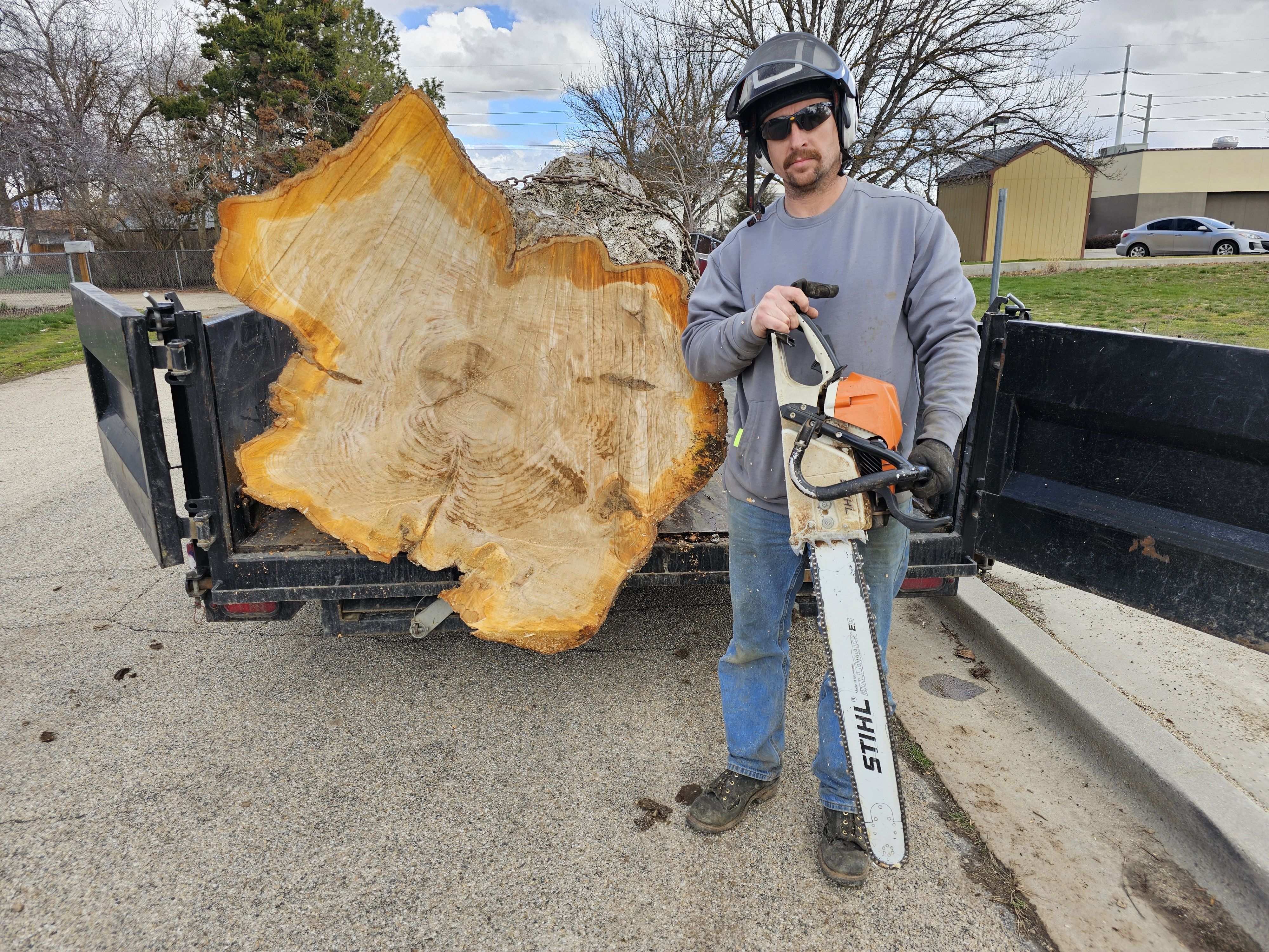 Dead branch removal and tree health work — Tree Dweller Services