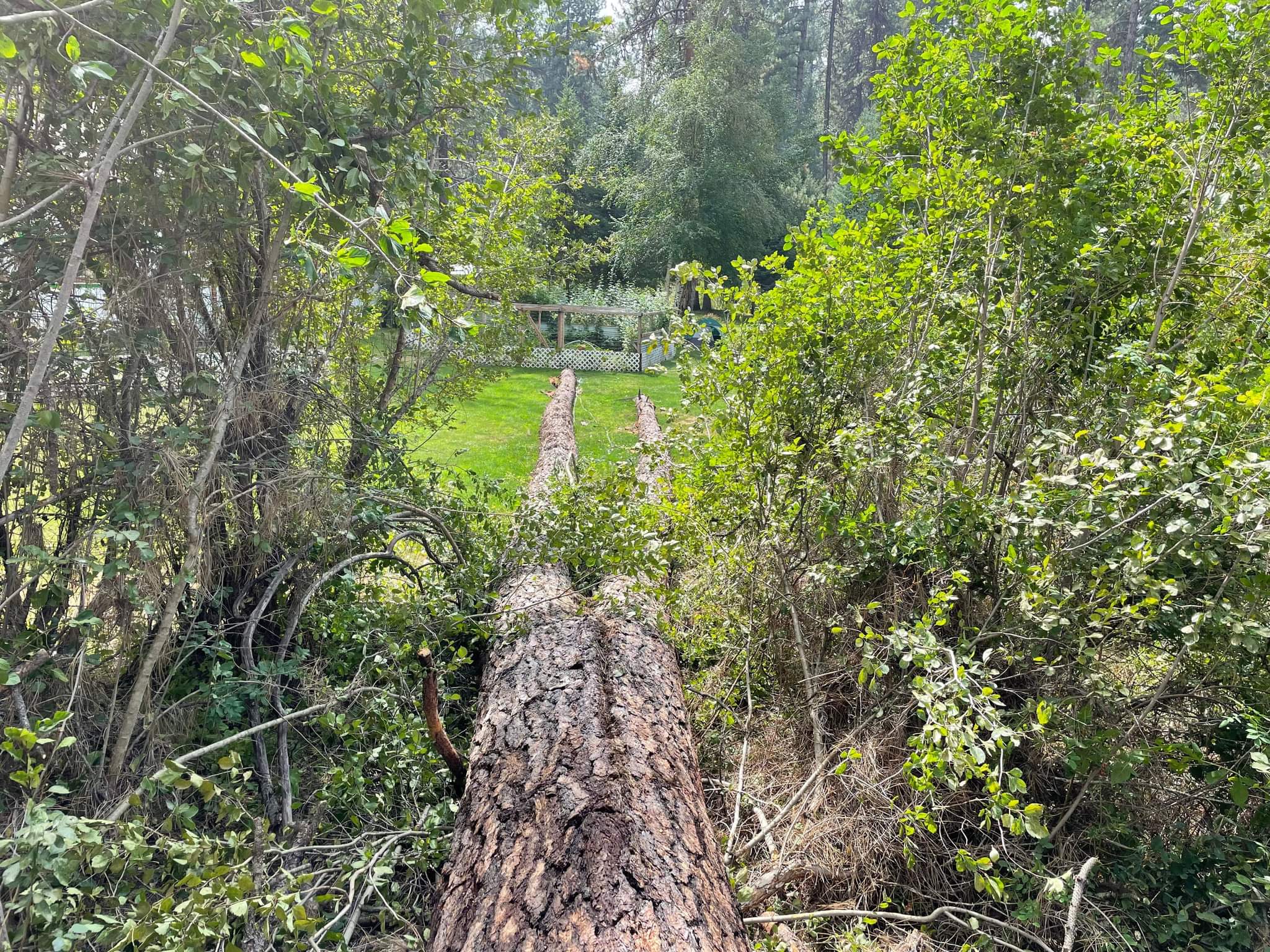 Full tree removal and cleanup in Eagle, Idaho — Tree Dweller Services