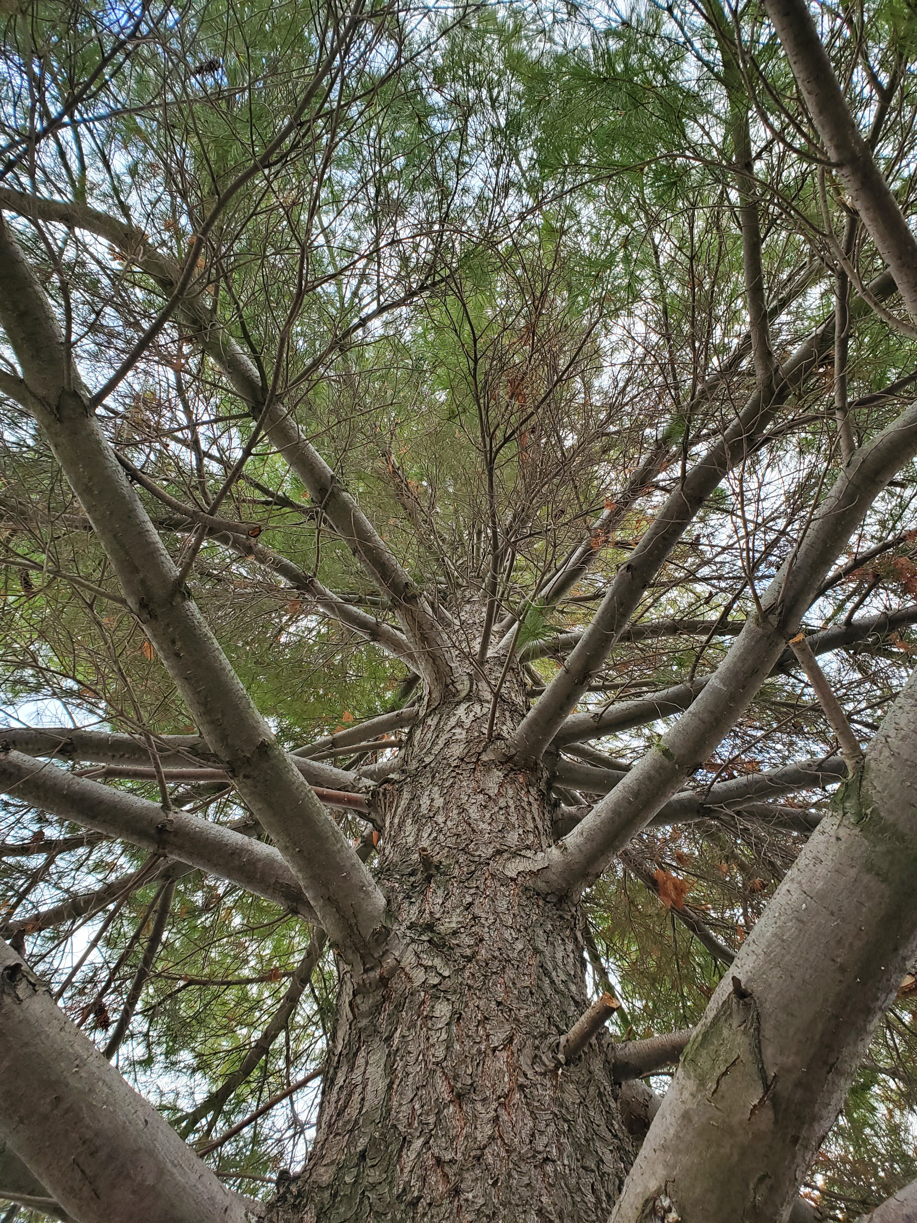Commercial lot clearing and land prep — Tree Dweller Services
